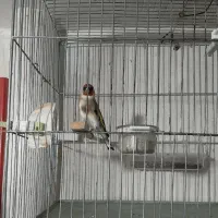 سهره نریک ساله دهن باغی|پرنده|سقز, |دیوار