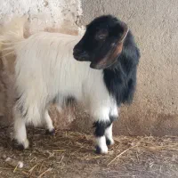 بزغاله ماده چاق|حیوانات مزرعه|اسفرورین, |دیوار