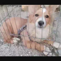 سگ پامر روباهی