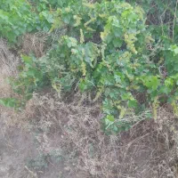 زمین کشاورزی (اجاره یا مشارکت) میخوام