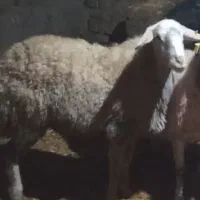 میش،شیشک دوندون افشاری