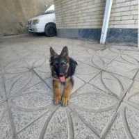 ژرمن مو بلند