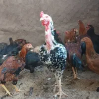 خروس لاری|حیوانات مزرعه|اسفراین, |دیوار