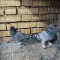 کبوتر کاشانی|پرنده|بروجن, |دیوار