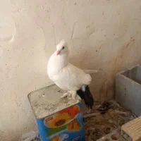 بمبویی نر دمچتری نردوتا کرمانی سرخ جفت نر ماده|پرنده|بندر ماهشهر, |دیوار