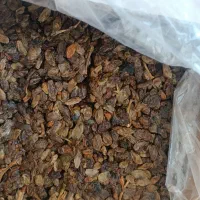 انواع کشمش تیزآبی