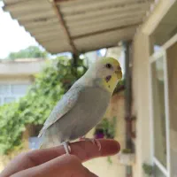 مرغ عشق رنگ خاص دستی