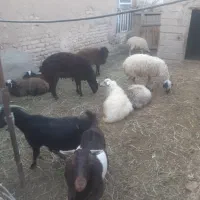 فروش نر بز سانن