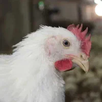 مرغ سفید