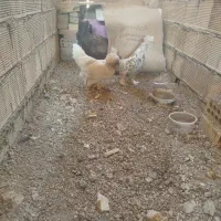 مرغ سلطان یک جفت