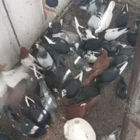 کبوتر غریب