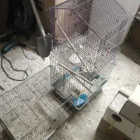 قفس و لونه|لوازم جانبی حیوانات|قزوین, |دیوار