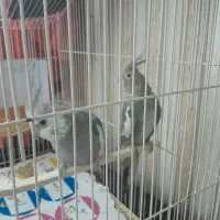 طوطی معاوضه با مرغ