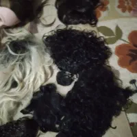 آرایش|آرایشی، بهداشتی، درمانی|تربت جام, جامرود|دیوار