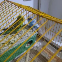 پرنده|پرنده|مشکیندشت, |دیوار