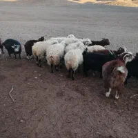 فروش دام داشتی