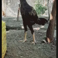 جوجه لاری