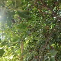 فروش باغ نقلی بوز ـخضرآباد|فروش خانه و ویلا|خضر آباد, |دیوار