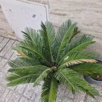 سیکاس ۵ ساله|گل و گیاه طبیعی|تهران, تهرانسر شرقی|دیوار