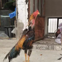 خروس و مرغ اوشامو