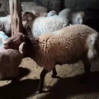 قوچ هترو