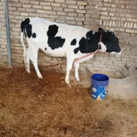 گوساله ماده خارجی