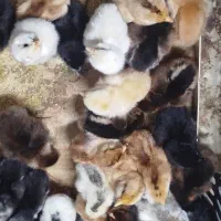 جوجه محلی و گلین|حیوانات مزرعه|آزادشهر, |دیوار