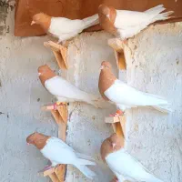 20تا کله زرد کله سرخ کله سیاه بدون عیب