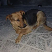 یک قلاده سگ ژرمن