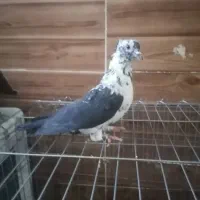 چهار عدد کبوتر|پرنده|شیراز, سعدیه شمالی|دیوار