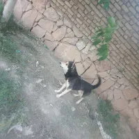 سگ هاسکی