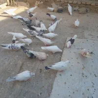 کفتر پرشی بشرط|پرنده|احمدآبادمستوفی, |دیوار