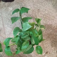 فروش ویژه پتوس|گل و گیاه طبیعی|شیراز, احمدآباد|دیوار