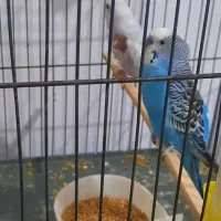 یک جفت مرغ عشق مولد همراه با سه جوجه