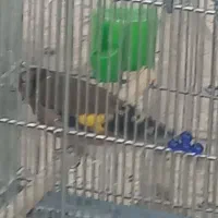 سیره اصل دورگ فیروزکوهی