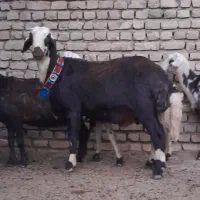 میش بره شیشک قوچ