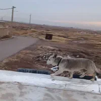 حیوانات|سگ|قزوین, |دیوار