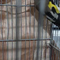 پرنده|پرنده|تربت جام, حافظ|دیوار