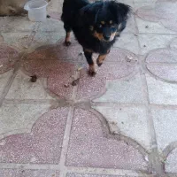 توله سگ بسیار باهوش با شناسنامه هشت ماهه