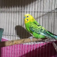 مرغ عشق. عروس هلندی. فنچ