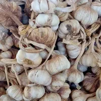 سیر خشک
