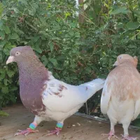 جفت کله ای گم