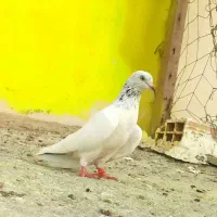 کبوتر گلدن کماندو فقط مشتری بیاد