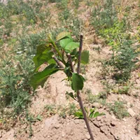 زمین باغی 2000 متری با چشمانداز کوهستان