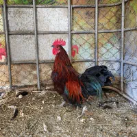سه تا خروس زینتی خوشرنگ