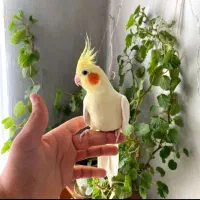 سه جفت عروس هلندی مولد|پرنده|کنگاور, |دیوار