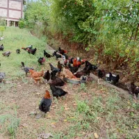 فروش مرغ و خروس محلی بالغ