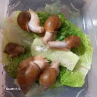 حلزون آچاتینا بالغ تخم گذار