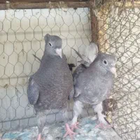 سه عدد مفلق