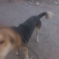 سگ خارجی پا کوتاه|سگ|ماهان, |دیوار